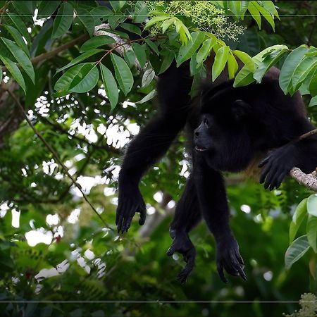 Hotel De Campo Caño Negro Dış mekan fotoğraf