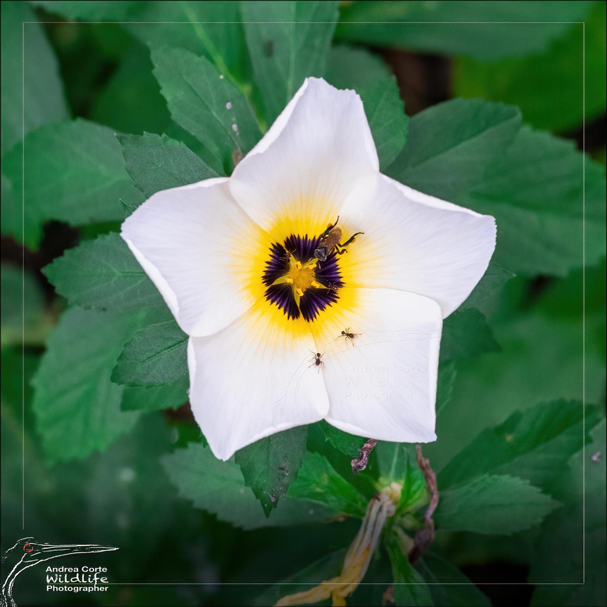 Hotel De Campo Caño Negro Dış mekan fotoğraf